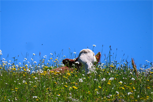 Sitzende Kuh in der Blumenwiese