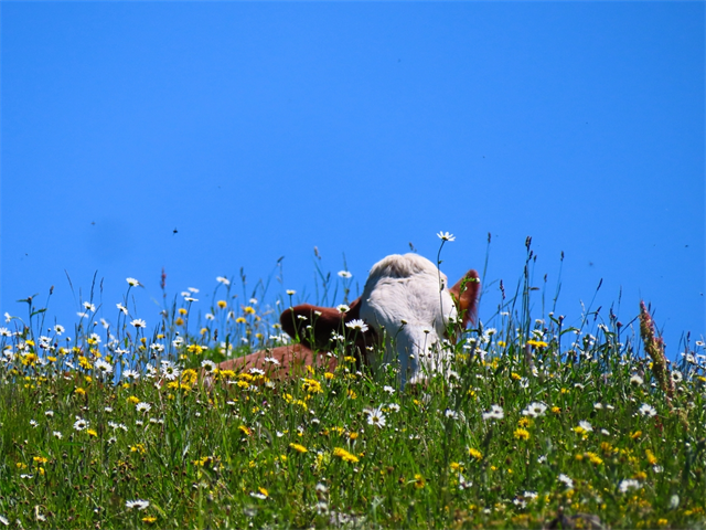 Sitzende Kuh in der Blumenwiese